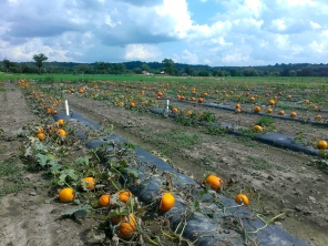 I took a plant breeding field methods course this semester: we helped harvest pumpkins for the vegetable breeder!